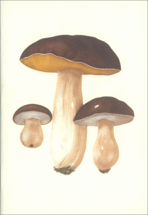 Notebook: Edible and Poisonous Mushrooms, cover